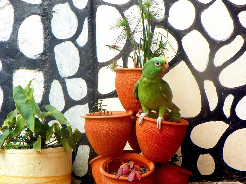 Posada Martha Tolima Salento Chambre photo